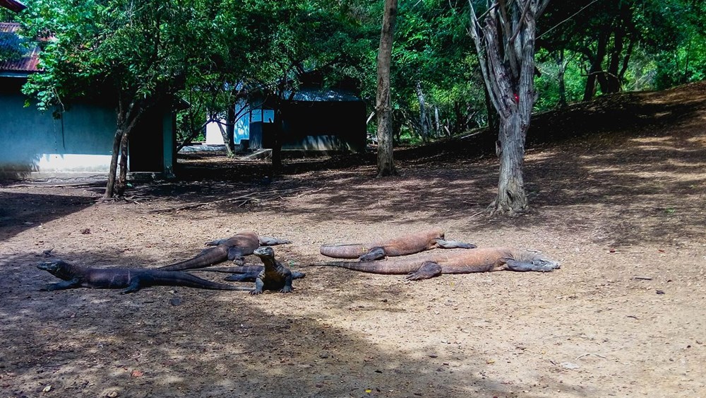 komodo ejderi, komodo adası, komodo adası giriş ücreti, komodo ejderi turu