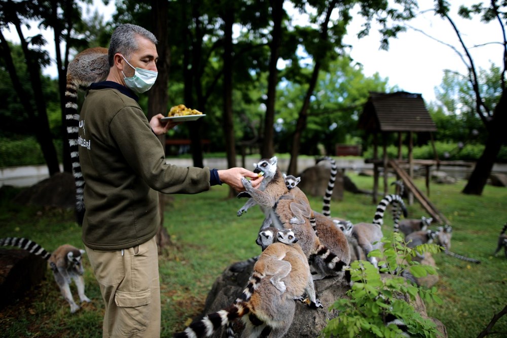 Bursa'daki lemur ailesi büyüyor - 14