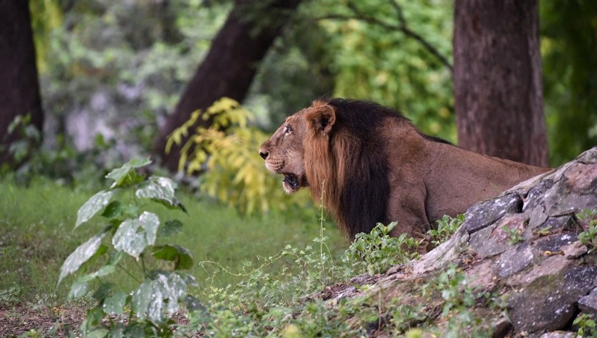 Hindistan’da Covid hayvanlara sıçradı, sekiz aslan virüse yakalandı