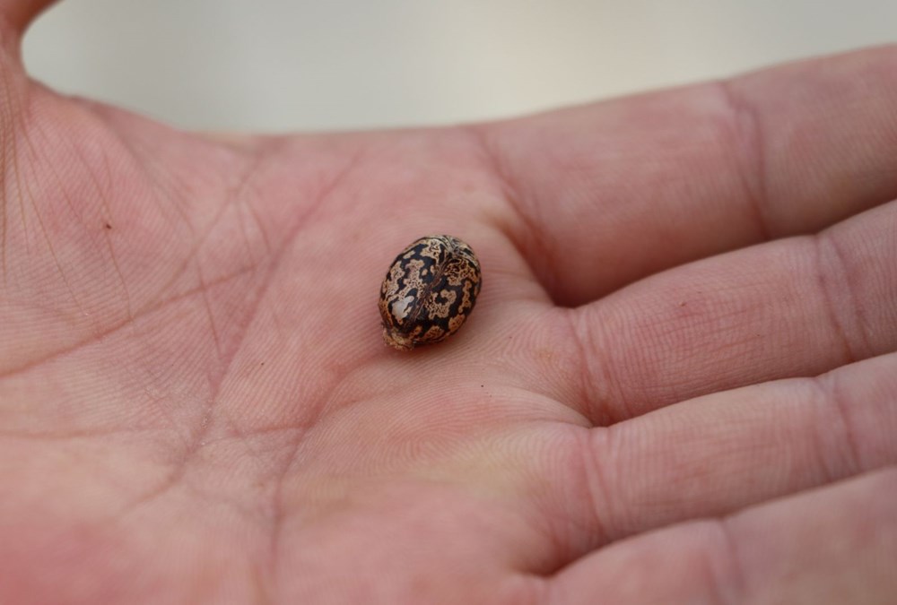 Sakın barbunya sanıp yemeyin! (Siyanürden 6 bin kat daha zehirli) - 6