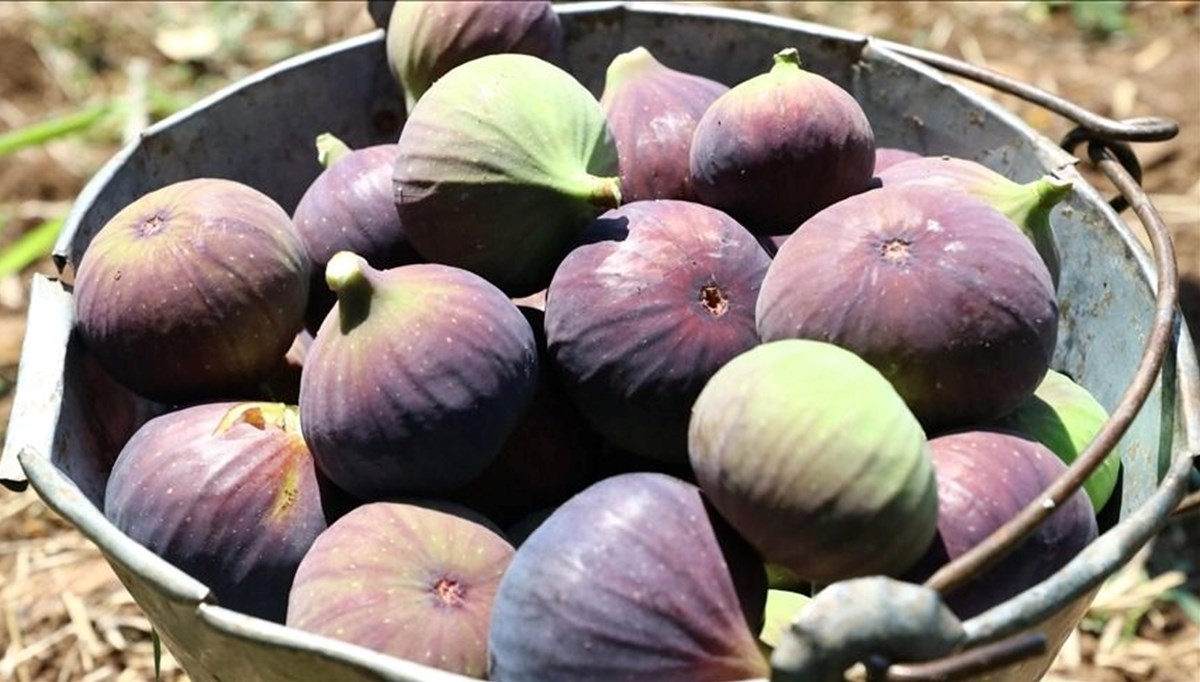 Bursa siyah inciri AB tescili aldı Bursa siyah inciri AB tescili aldı