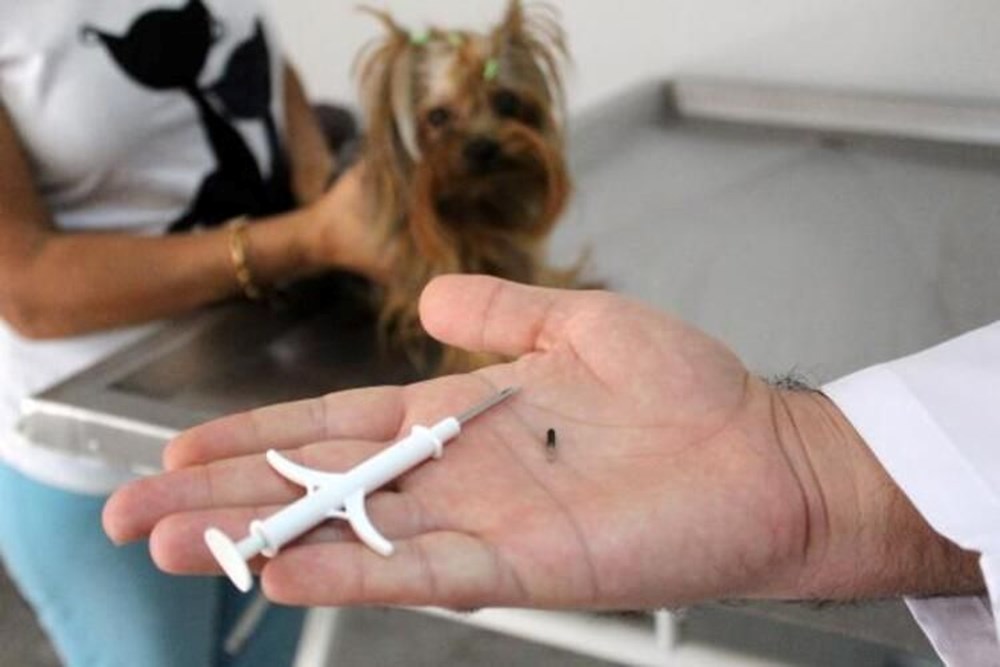 Evcil hayvanı olanlar dikkat! Bu tarihe kadar yaptırmayanlar ceza ödeyecek (2022 evcil hayvan çip taktırma uygulaması) - 2