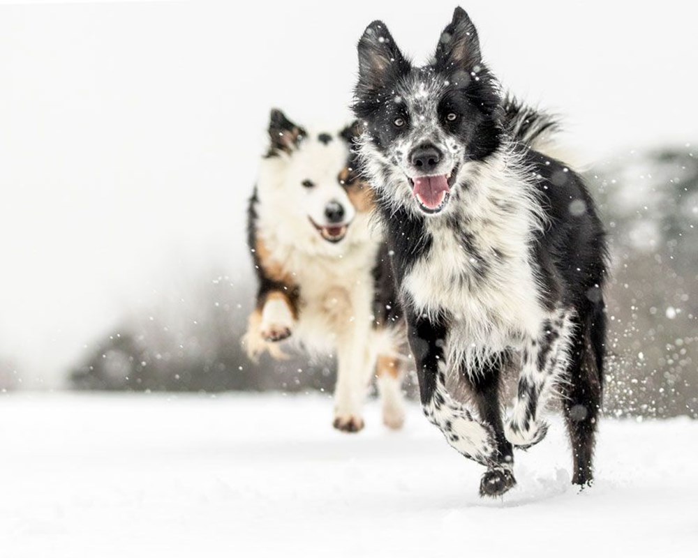 köpek yarışması