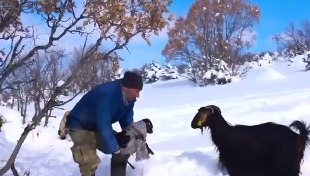 Yurtdışında meslekleri denedi: Memleketinde çobanlığa döndü Yurtdışında meslekleri denedi: Memleketinde çobanlığa döndü