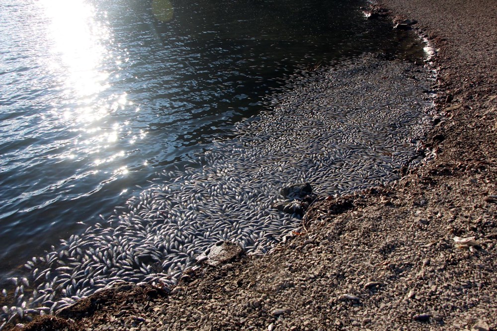 Sünnet Gölü'nde yüzlerce ölü balık kıyıya vurdu - 5