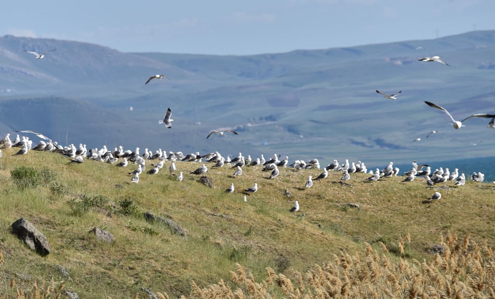 Bu balıkları avlamak sadece martılara serbest - 2