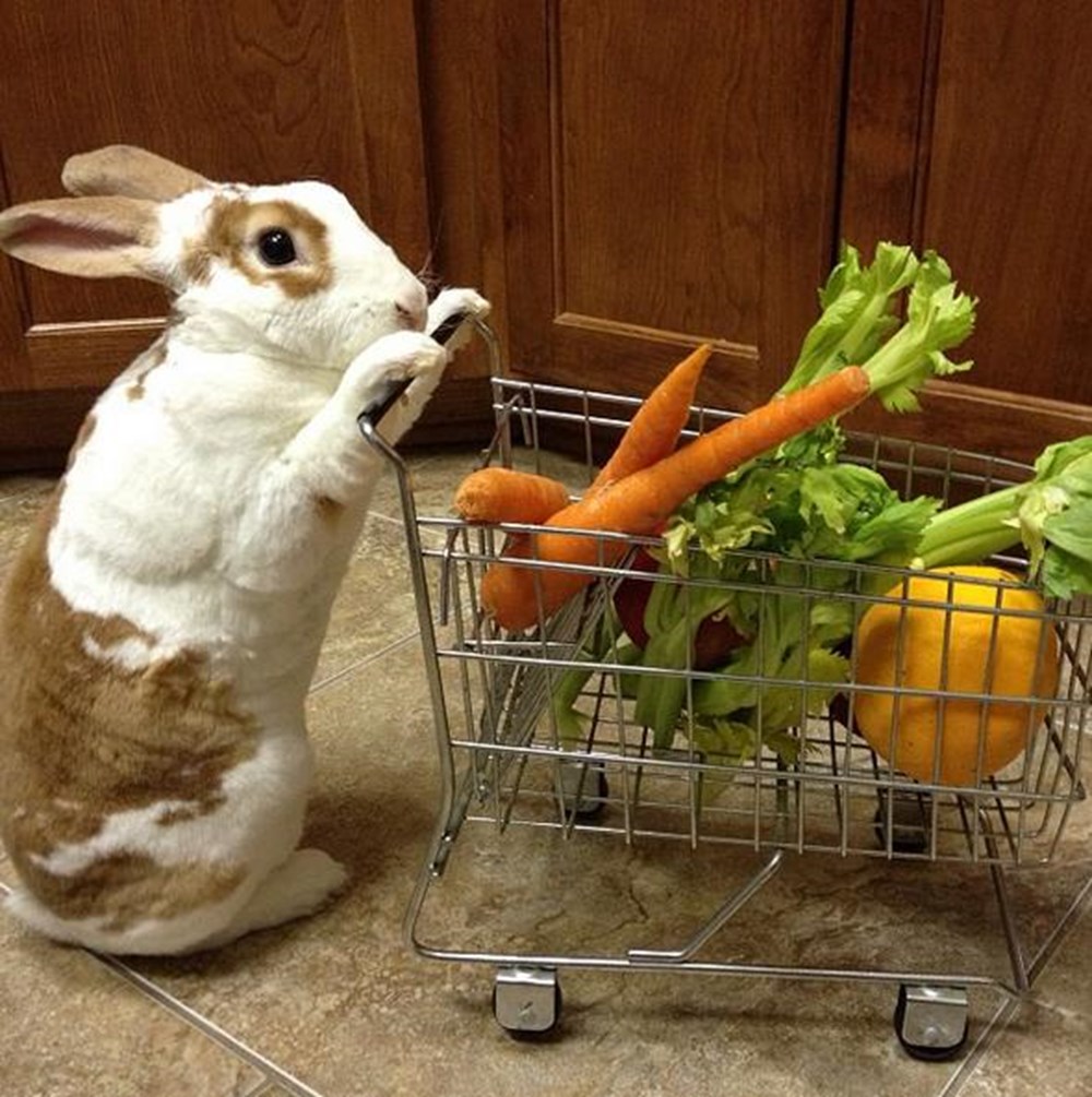 Смешной кролик с морковкой