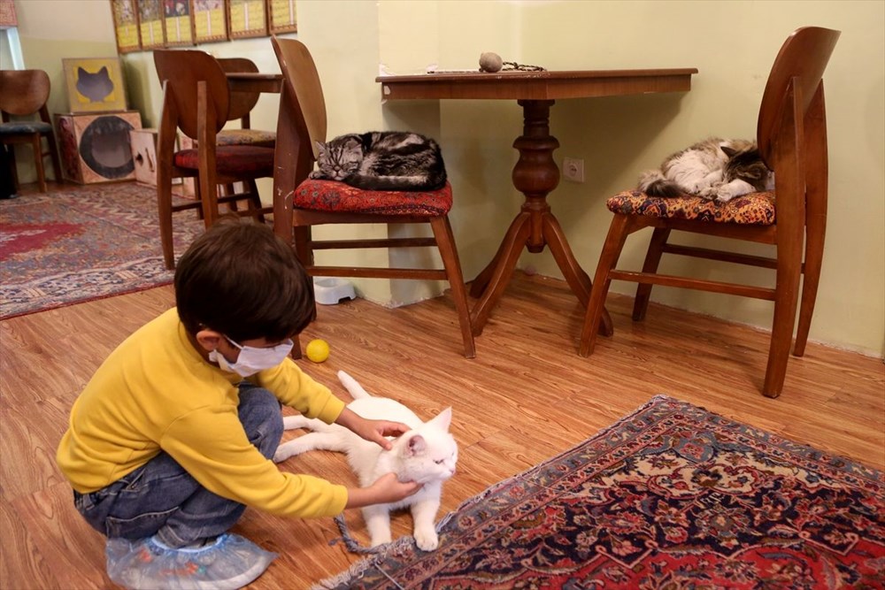 Onlarca kediye ev sahipliği yapan sıra dışı 'Kedi Müzesi' - 16