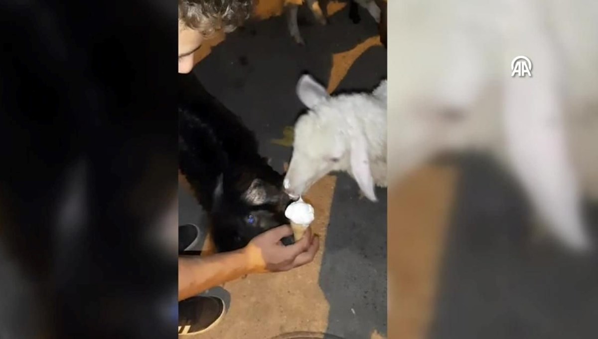 Kuzu ve keçinin dondurma keyfi kamerada