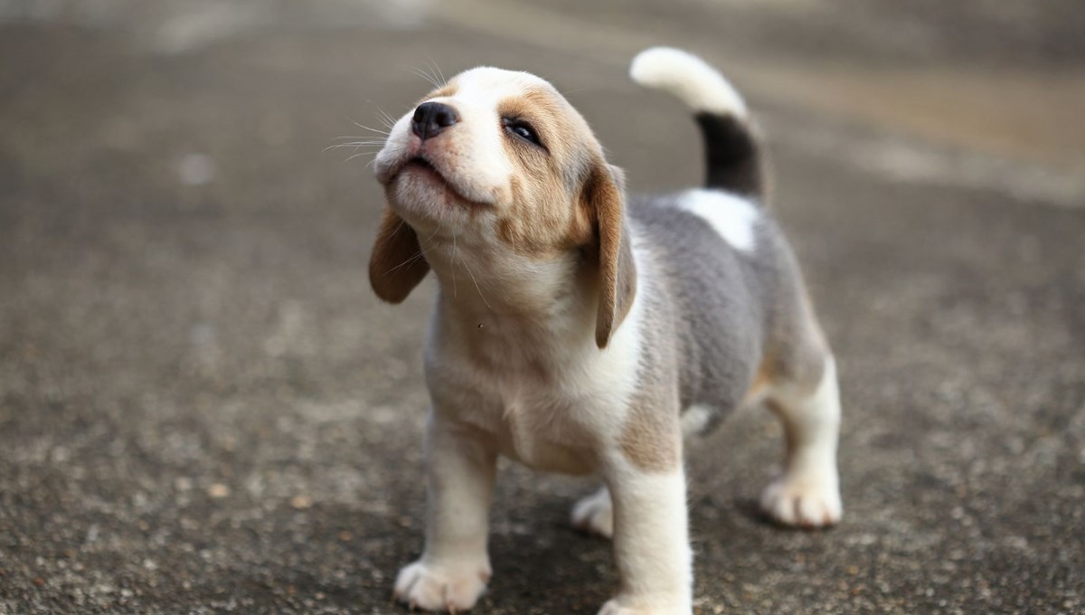 Köpekler doğdukları andan itibaren insanları anlayabiliyor