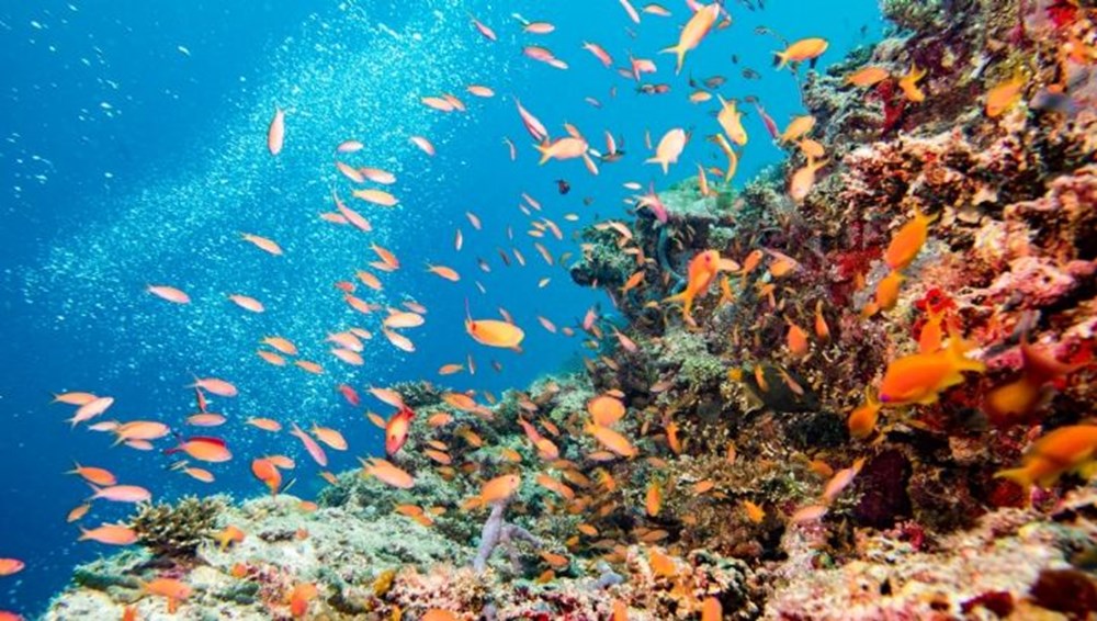 Dünyanın küresel ısınma ile mücadelesinde yeni umut: Endonezya’da 40 bin metrakarelik mercan resifi yenilikçi projeyle hayata döndürüldü - 1