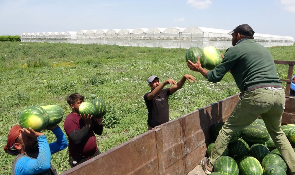 Mersin'de karpuz hasadı başladı: Tarlada kilosu 20 TL'den başlıyor 76 RYBqRAn6VE6GFwNZUH4Kgw