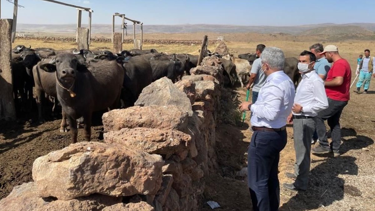 Bitlis'te şarbon karantinası