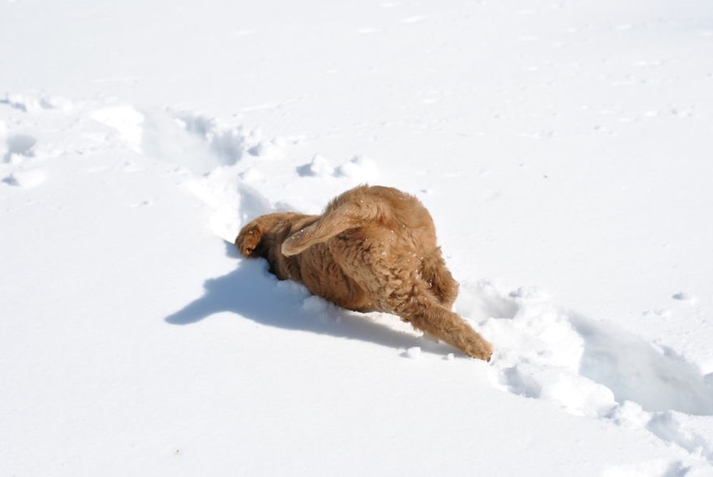 Благодаря выпавшему снегу. Собака зарылась в снег. Валяться в снегу. Кошка валяется в снегу.