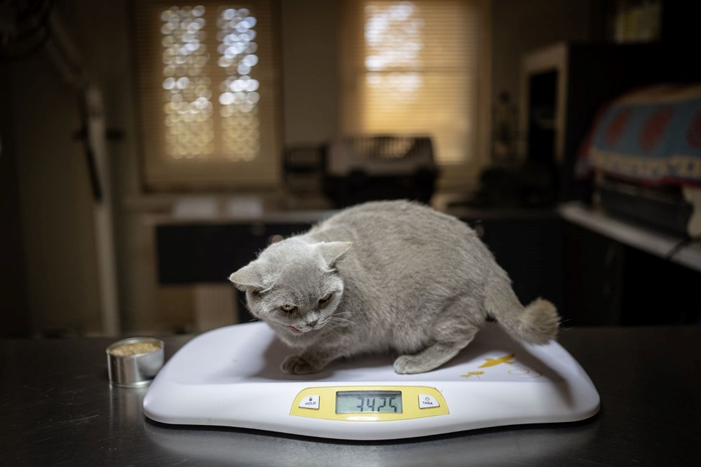 Obezken ünlenen kedi Şiraz'ın çilesi bitmiyor: Şimdi de sahipsiz kaldı - 3