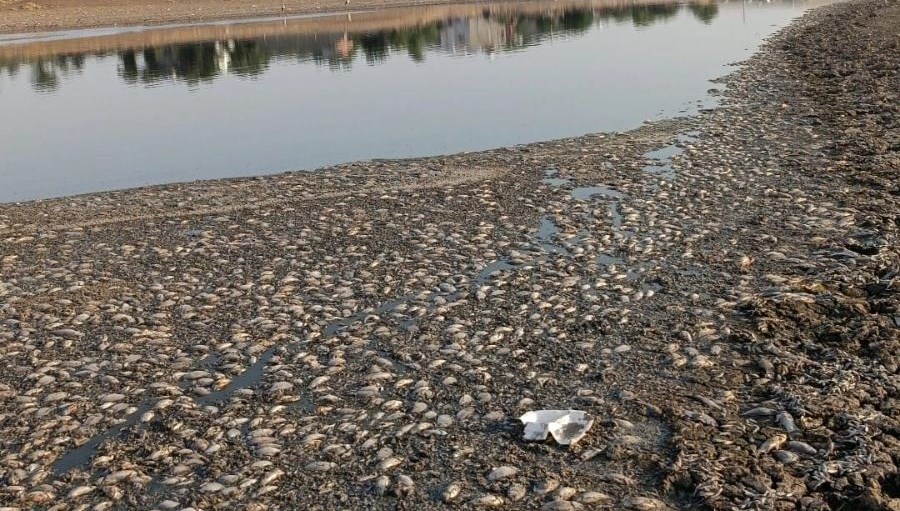 Mardin’de gölet suyu çekildi, binlerce balık telef oldu