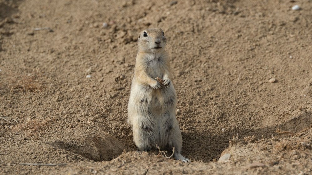 Anadolu gelengisi Karaman'da görüntülendi 73 RaZPXL2KP0qPEUgmwwekhw