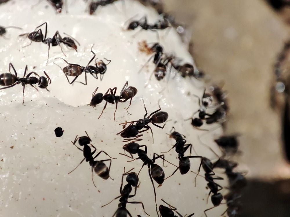 Bilim insanları açıkladı: Dünyada kaç tane karınca var? - 5