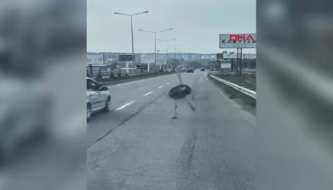 Diyarbakır'da kaçan deve kuşu 3 gün sonra bulundu