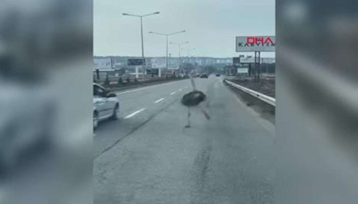 Diyarbakır'da kaçan deve kuşu 3 gün sonra bulundu Diyarbakır'da kaçan deve kuşu 3 gün sonra bulundu
