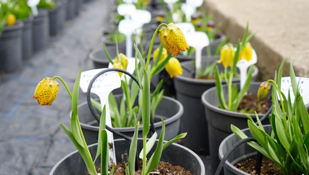 Bu çiçeği koparmanın cezası 577 bin lira: Ülkemizde 52 türü bulunuyor