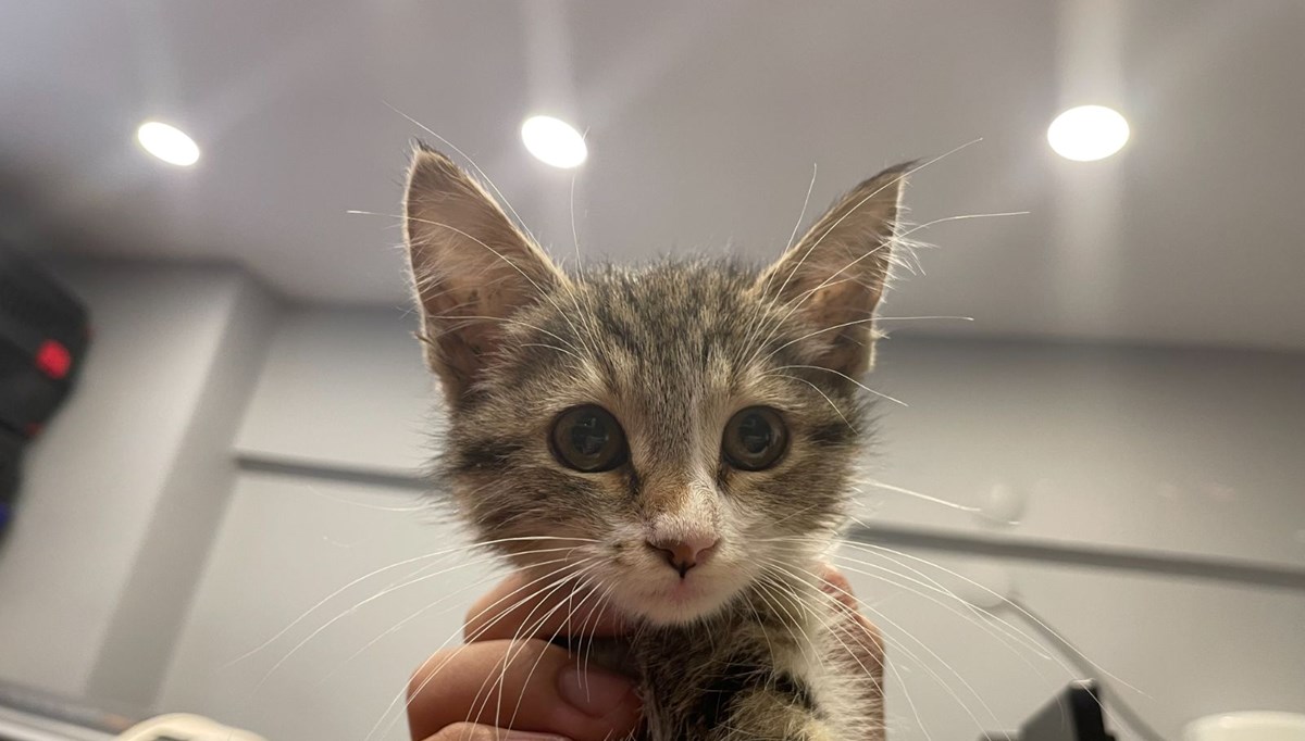 Bu kedi tavuk sesi çıkarıyor! Bu kedi tavuk sesi çıkarıyor!
