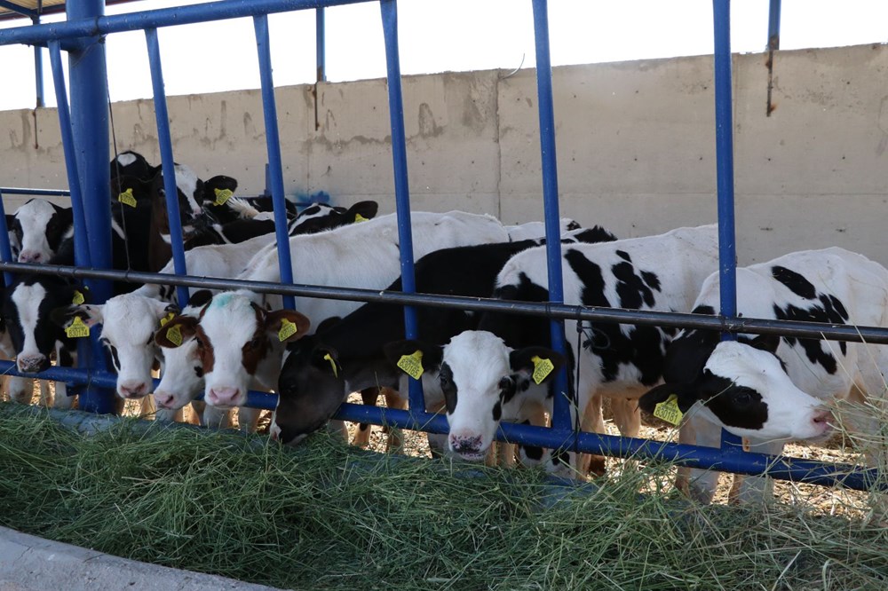 Niğde'de devlet desteğiyle 7,5 milyon liraya çiftlik kurdu - 15