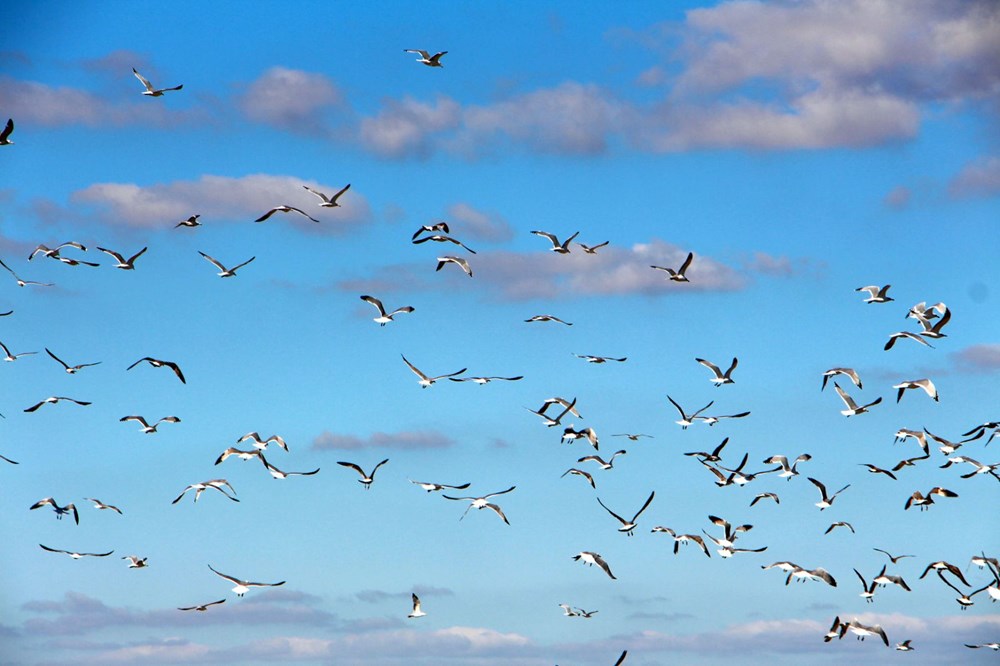 Edirne'de 'katil martı' paniği - 5
