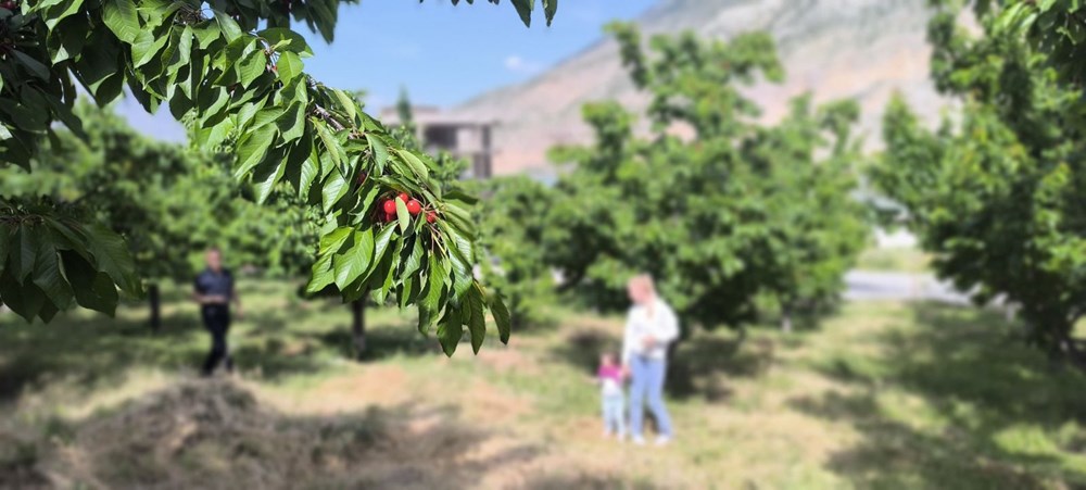 Self servis kiraz toplama: Gelenek bu yıl da sürdü - 2