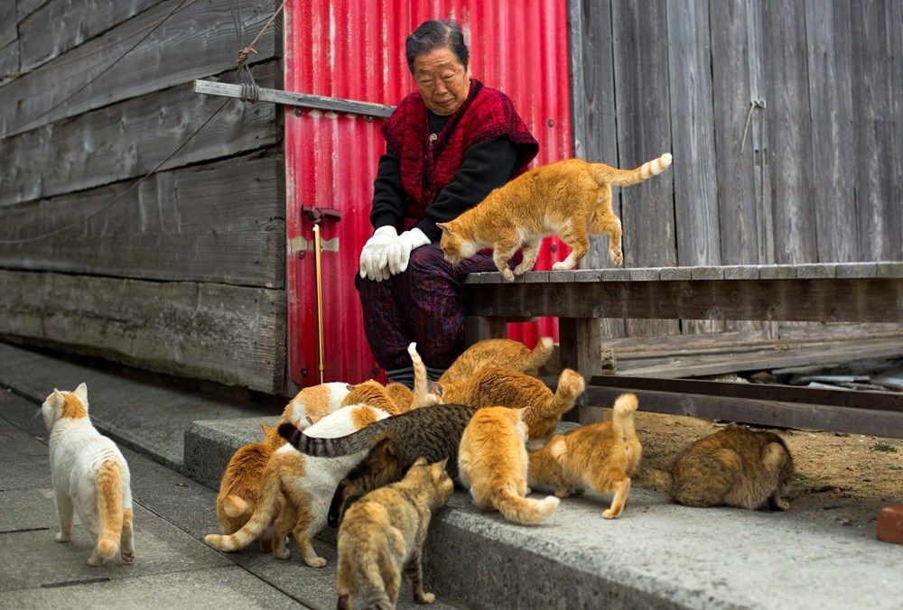 Japonya'daki kedi adası: Aoshima - 6