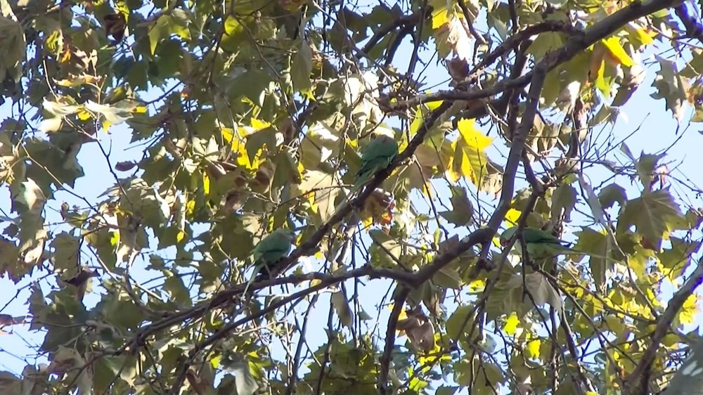 İstanbul'da yeşil papağan sayısı artıyor - 3
