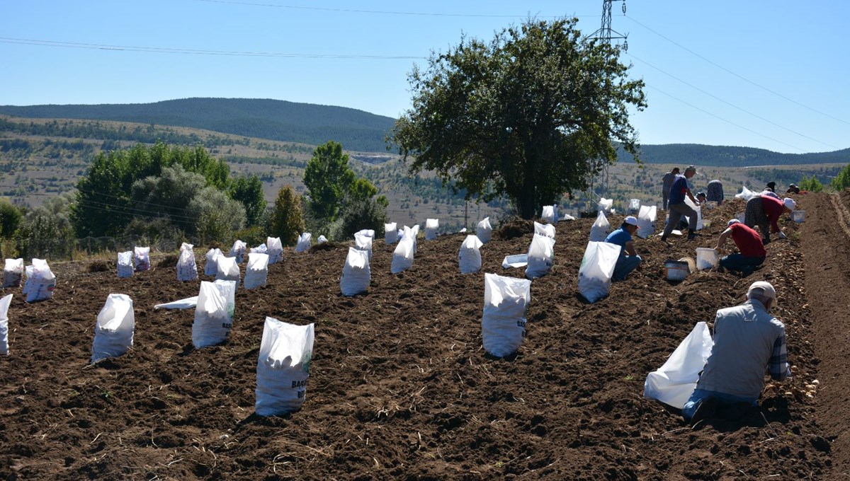 Başçiftlik beyazının hasadına başlandı Başçiftlik beyazının hasadına başlandı