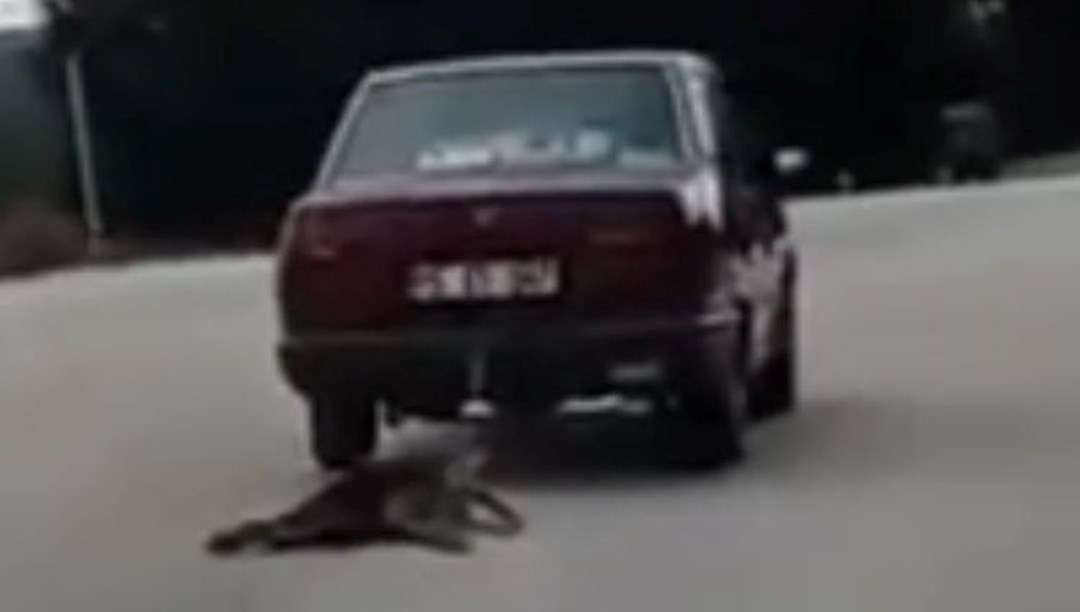 Burdur'da köpeğe işkence: Tutuklanarak cezaevine gönderildi