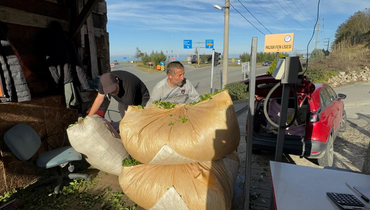 800 bin dekar alanda 200 bin üretici tarafından yetiştiriliyor! Sıcak hava yüzünden bu yıl yeniden yeşerdi 800 bin dekar alanda 200 bin üretici tarafından yetiştiriliyor! Sıcak hava yüzünden bu yıl yeniden yeşerdi