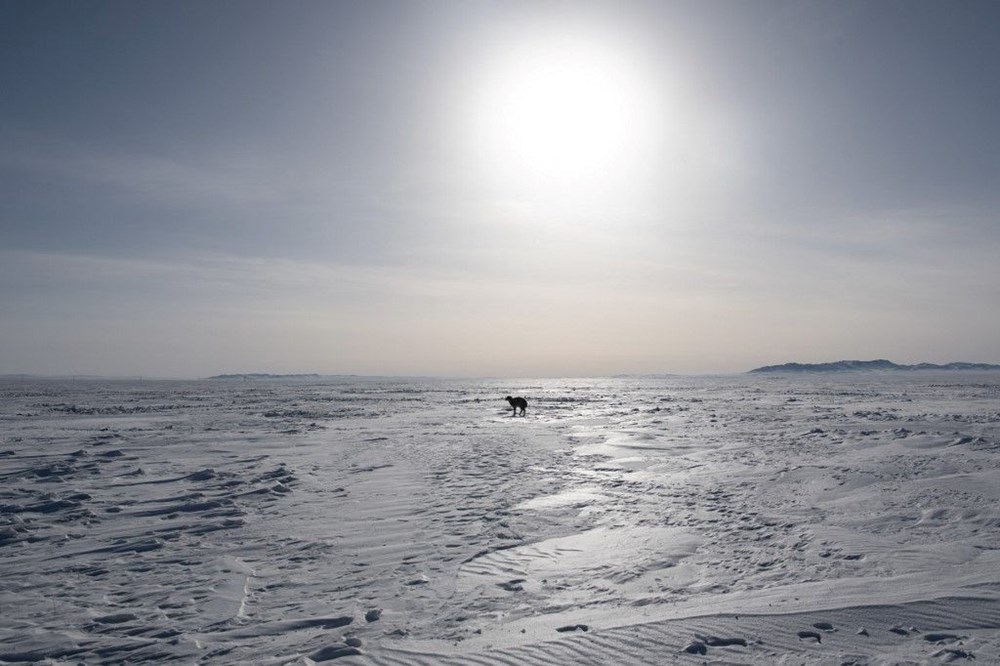 Moğolistan'da son 50 yılın en sert kışı: 5 milyon hayvan öldü - 9