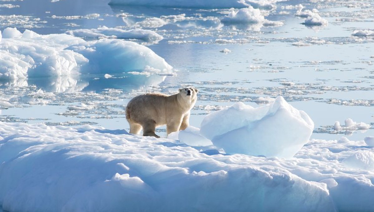Bilim insanlarından umutlandıran keşif: İklim değişikliğine adapte olmayı başaran bir kutup ayısı topluluğu keşfedildi
