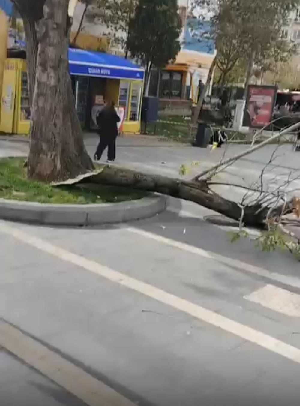 Bursa'yı lodos vurdu: Ağaçlar devrildi, teleferik seferleri durdu - 3