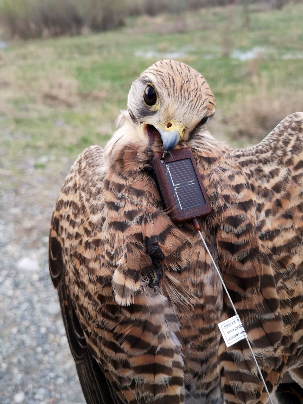 Iğdır'da takıldı, Ermenistan'dan çıktı: Adım adım takip ediliyor - 2