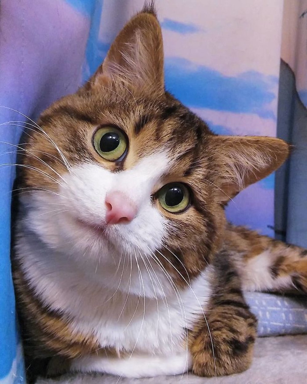 Смешной кот. Морды котов. Выражение лица кота. Кот с косоглазием. Кошачье лицо.