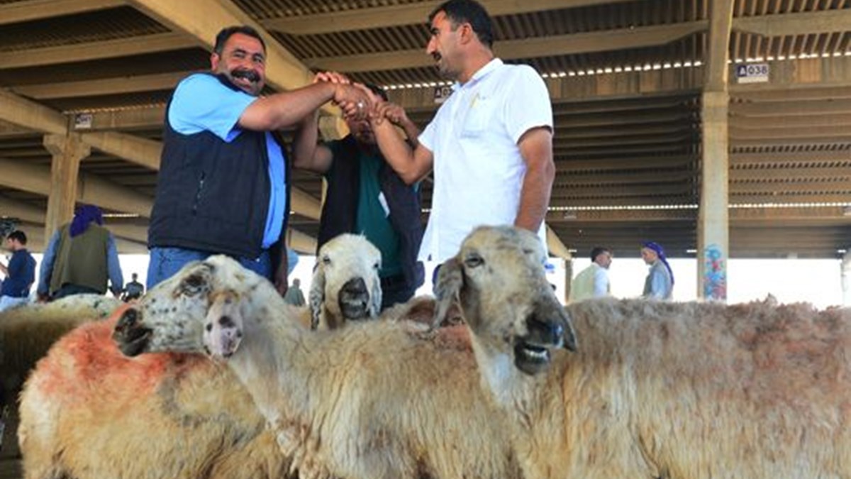 2020 Yili Kurban Hizmetlerinin Uygulanmasina Dair Teblig Resmi Gazete De Yayimlandi Ntv