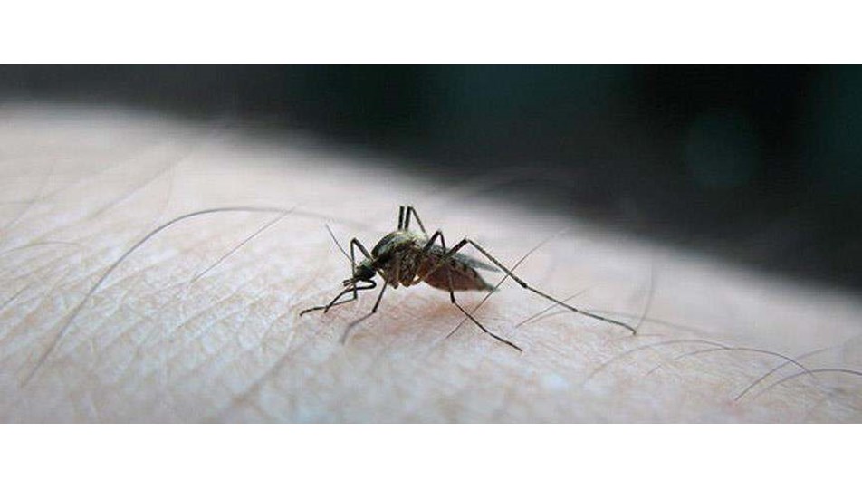 Zika virüsü Singapur'a da yayıldı