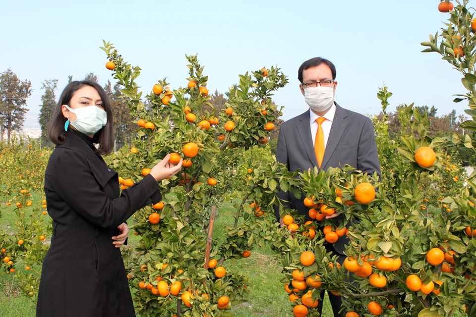 İki yeni mandarin çeşidi geliştirildi - 1