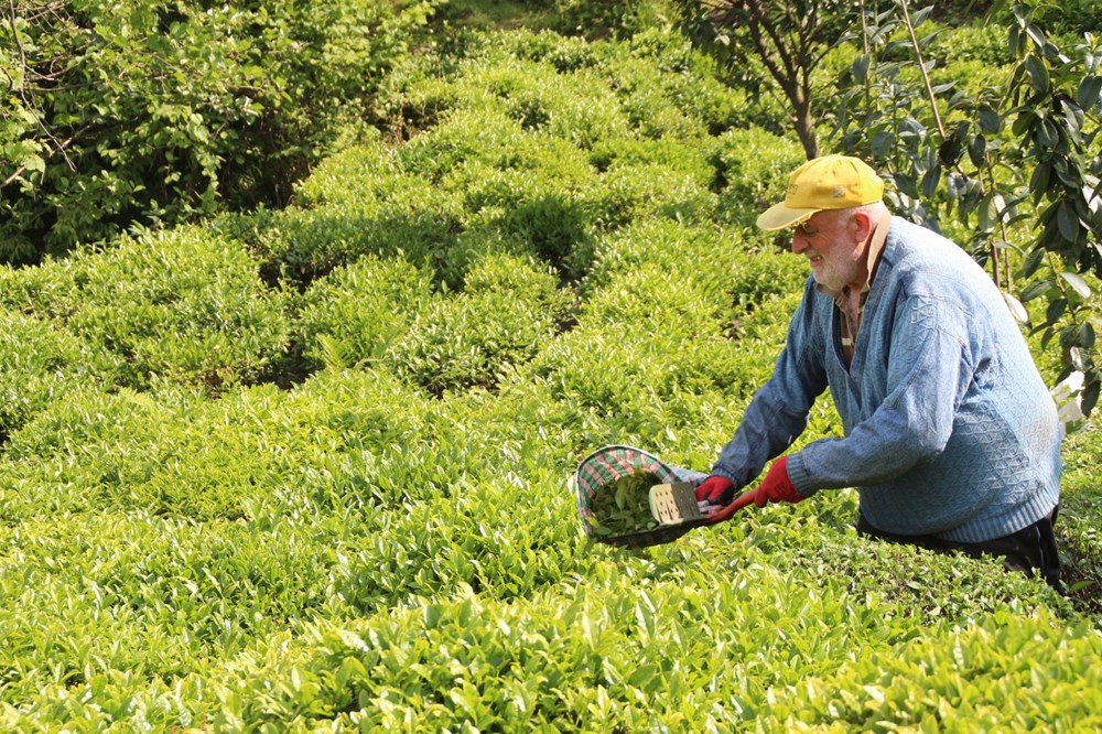 Çay göçü ile Rize'ye giden 30 bin kişiye validen uyarı - 6