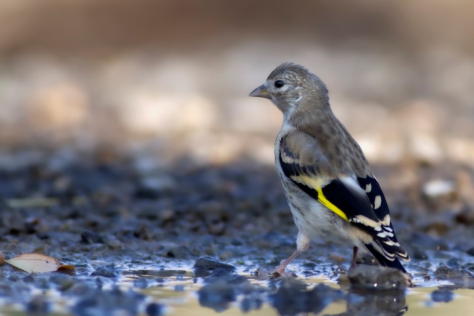 Trafik gürültüsü kuşların hayatta kalma olasılığını yarı yarıya düşüyor - 1