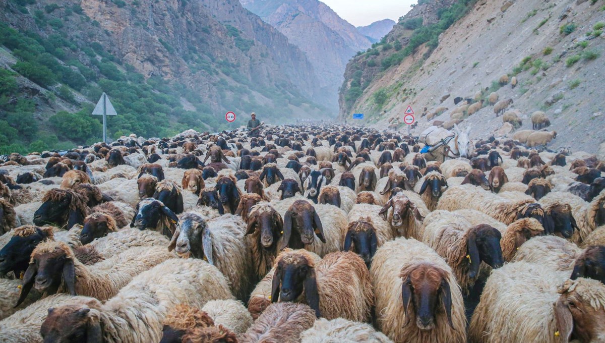 10 bin hayvanla, 40 gündür yürüyorlar: Yazı geçirmek için yaylaya çıkacaklar 10 bin hayvanla, 40 gündür yürüyorlar: Yazı geçirmek için yaylaya çıkacaklar