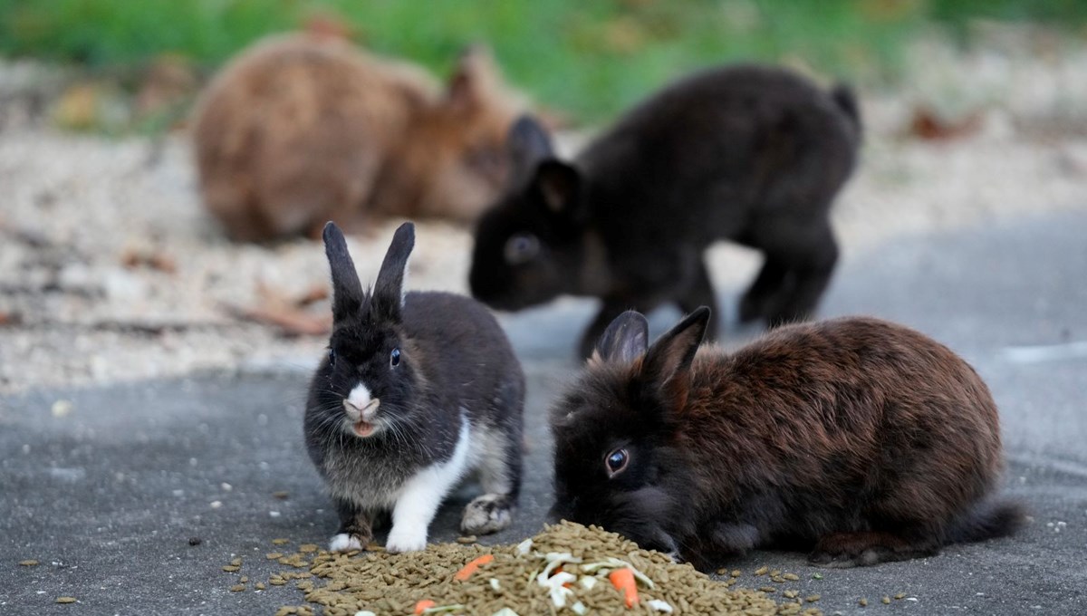 Tavşanlara kötü muameleye hapis