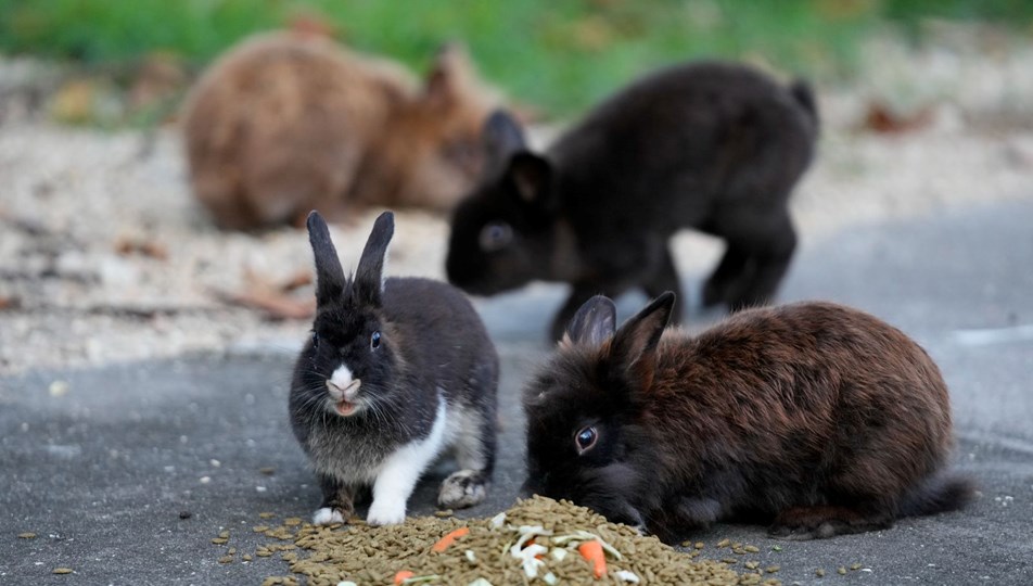 Tavşan Adası’nda tavşanlara kötü muameleye hapis cezası