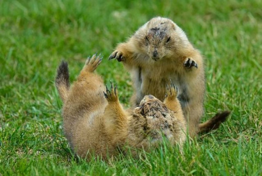 Кот. Про все которые. Красивые животные. Суслики обнимаются. Панарский леопард.