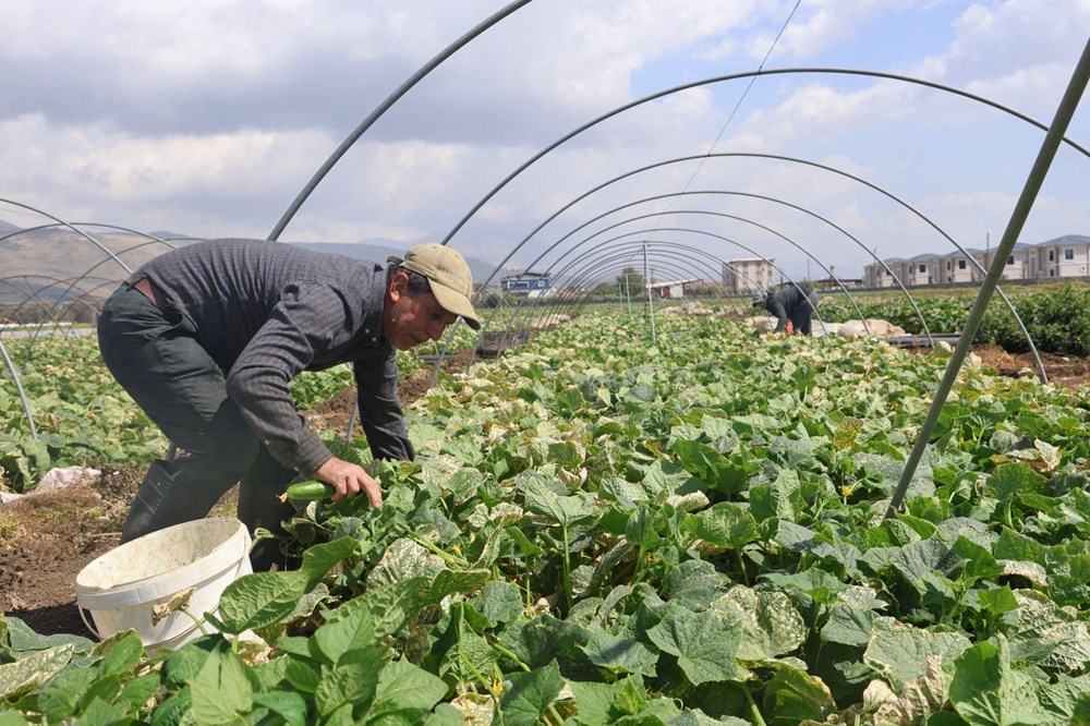 Amik Ovası'nda hasat başladı: Tarlada 15 TL'ye alıcı buluyor 75
