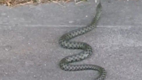 Caddede yılan paniği: Yaklaşık 1 metre uzuluğunda